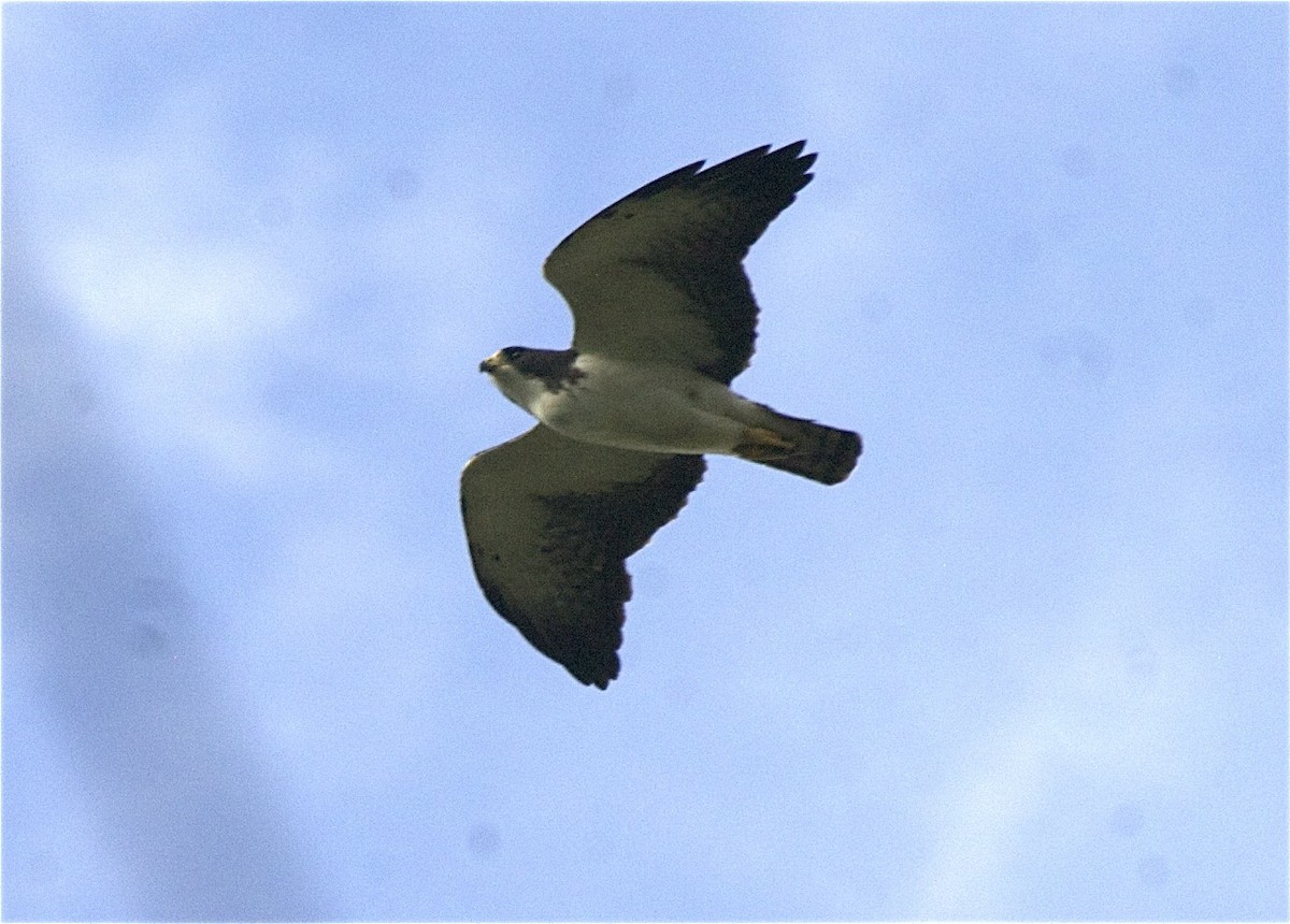 Short-tailed Hawk - Ken Havard