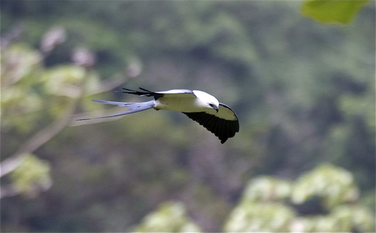 Swallow-tailed Kite - Ken Havard