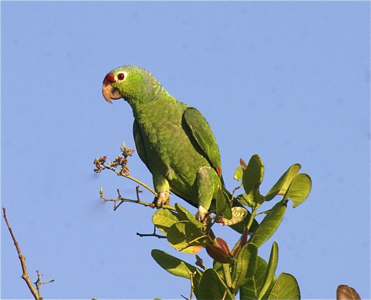 Red-lored Parrot (Red-lored) - Ken Havard