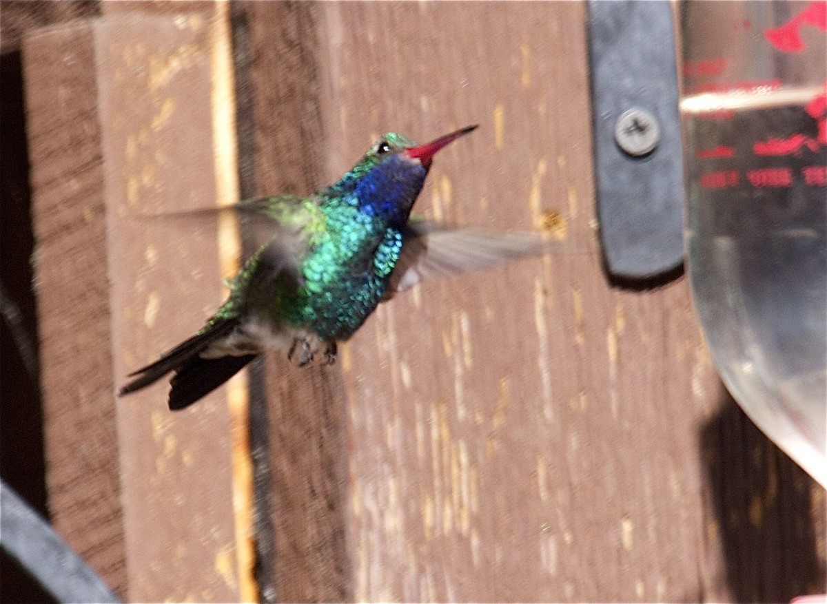 Broad-billed Hummingbird - Ken Havard