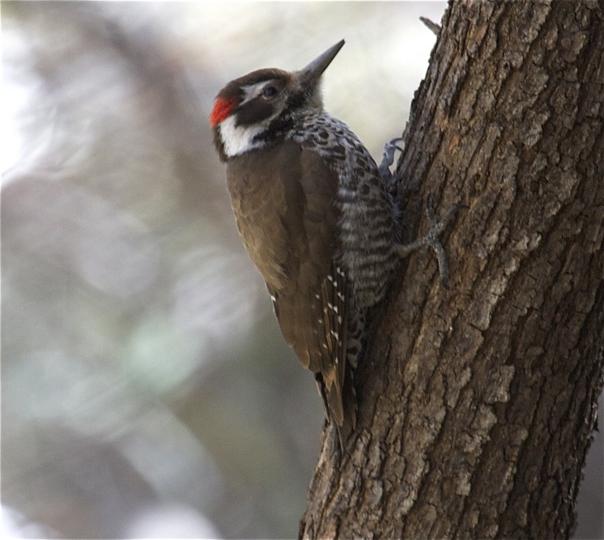 Arizona Woodpecker - Ken Havard