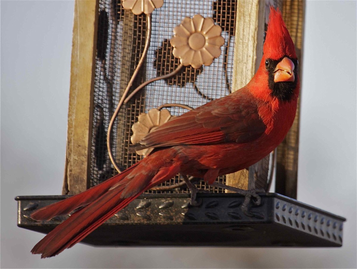 Northern Cardinal - Ken Havard