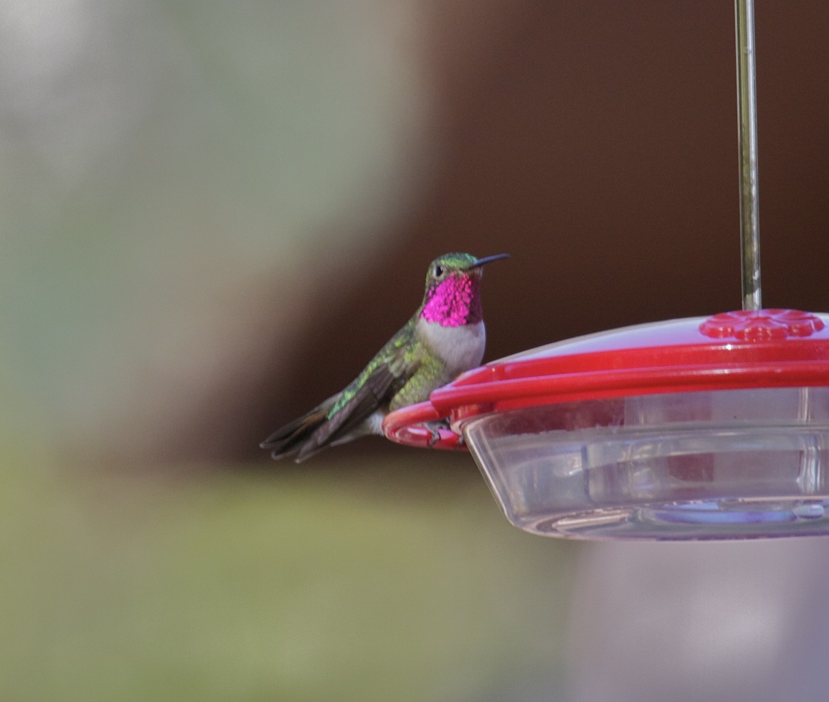 Broad-tailed Hummingbird - Ken Havard