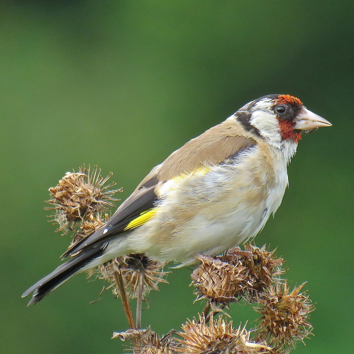 European Goldfinch (European) - Erkki Lehtovirta