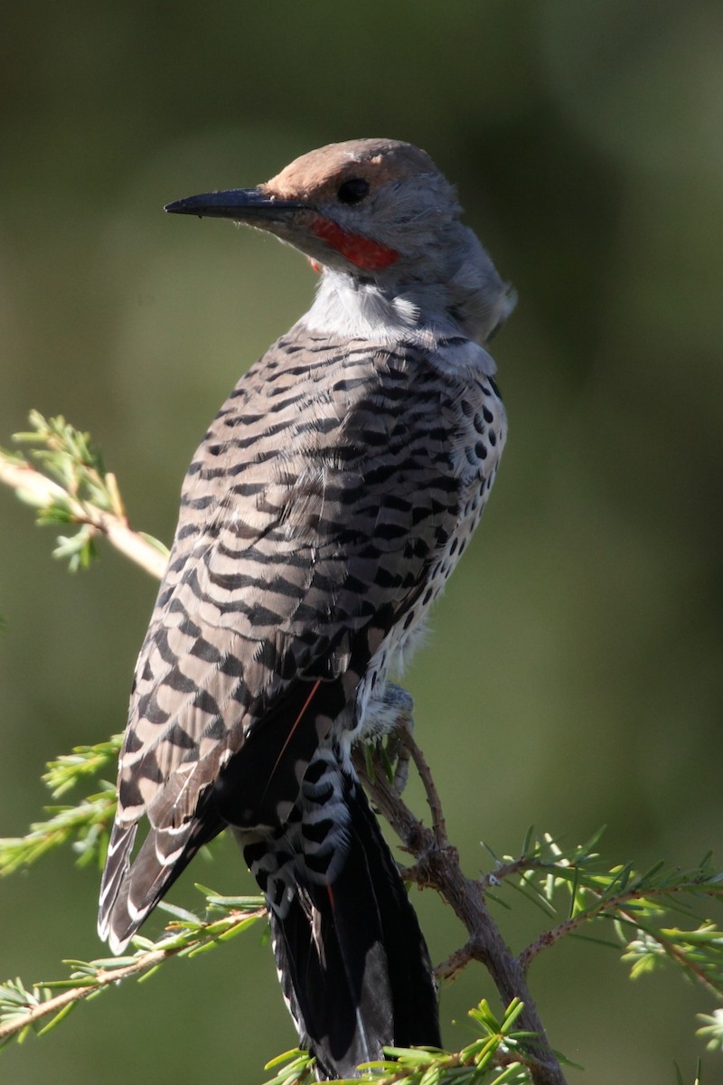 Northern Flicker (Red-shafted) - Jim Bachman