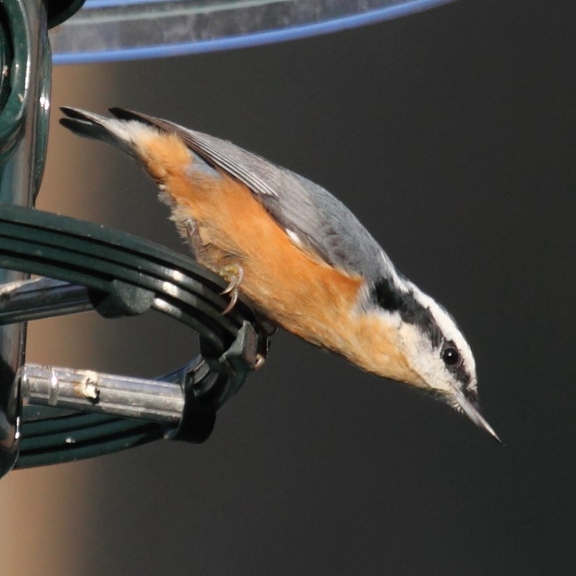 Red-breasted Nuthatch - Jim Bachman