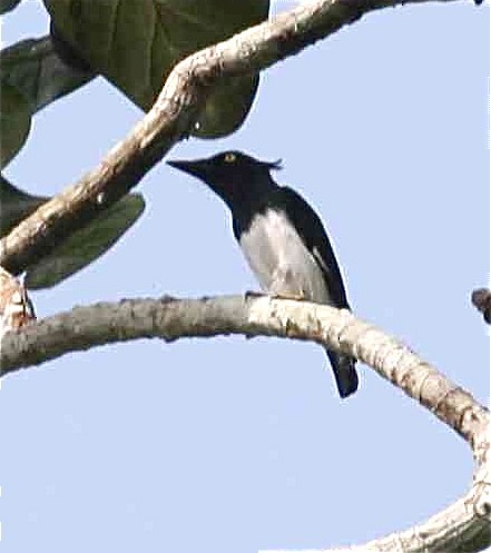 Black-and-white Shrike-flycatcher - Ken Havard