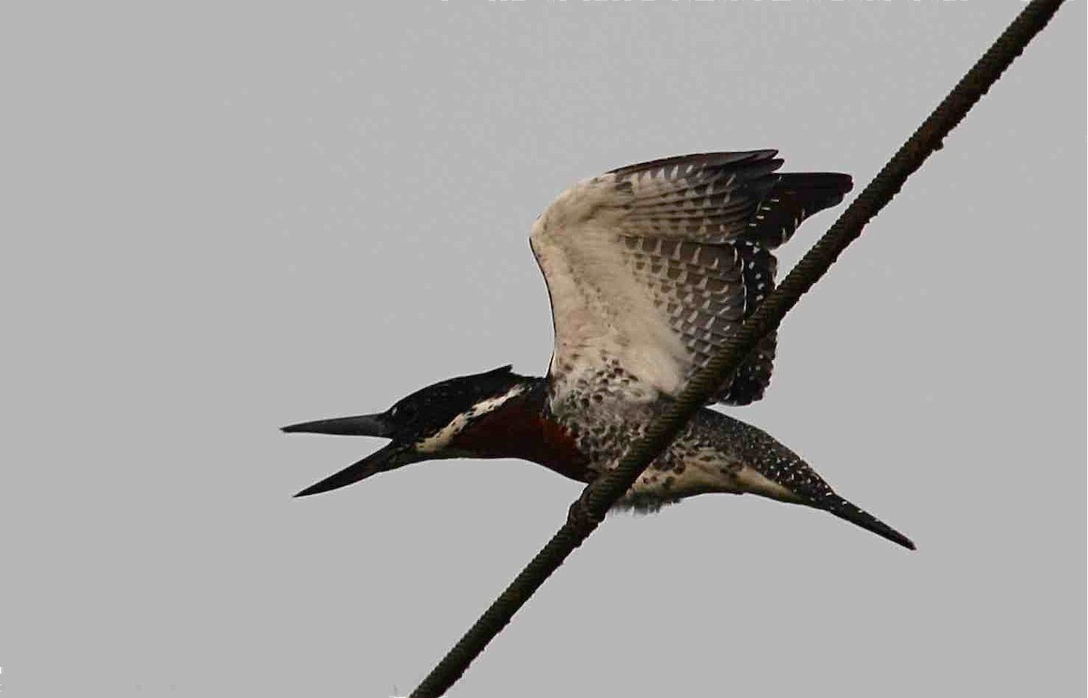 Giant Kingfisher - Ken Havard