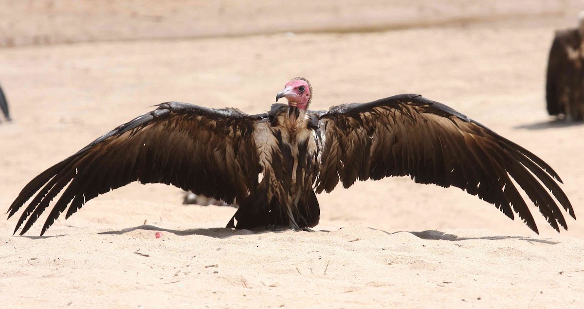 Hooded Vulture - Ken Havard
