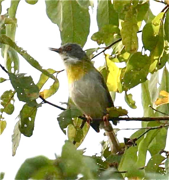 Yellow-breasted Apalis (Yellow-breasted) - Ken Havard