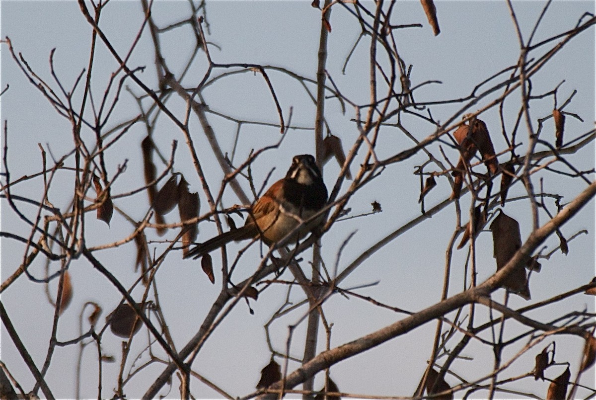 Black-chested Sparrow - Ken Havard