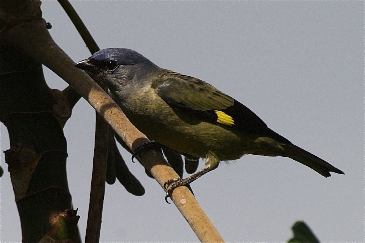 Yellow-winged Tanager - Ken Havard