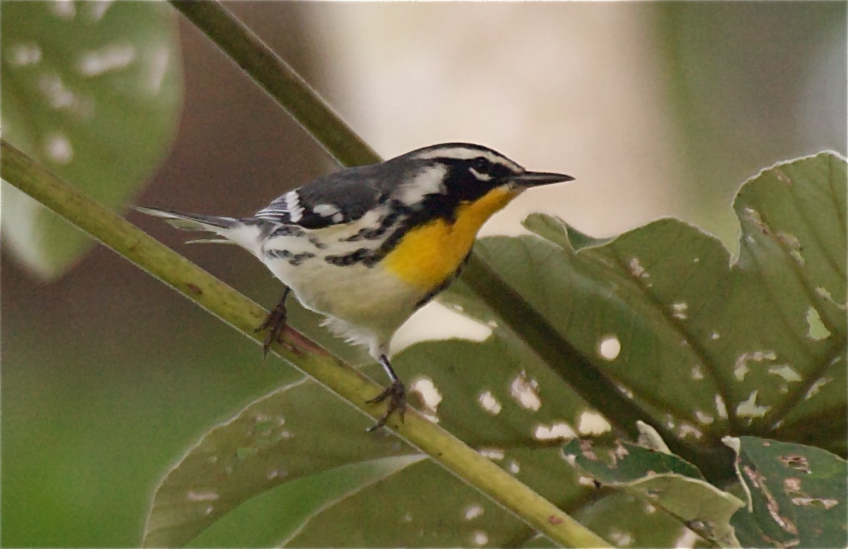 Yellow-throated Warbler - Ken Havard