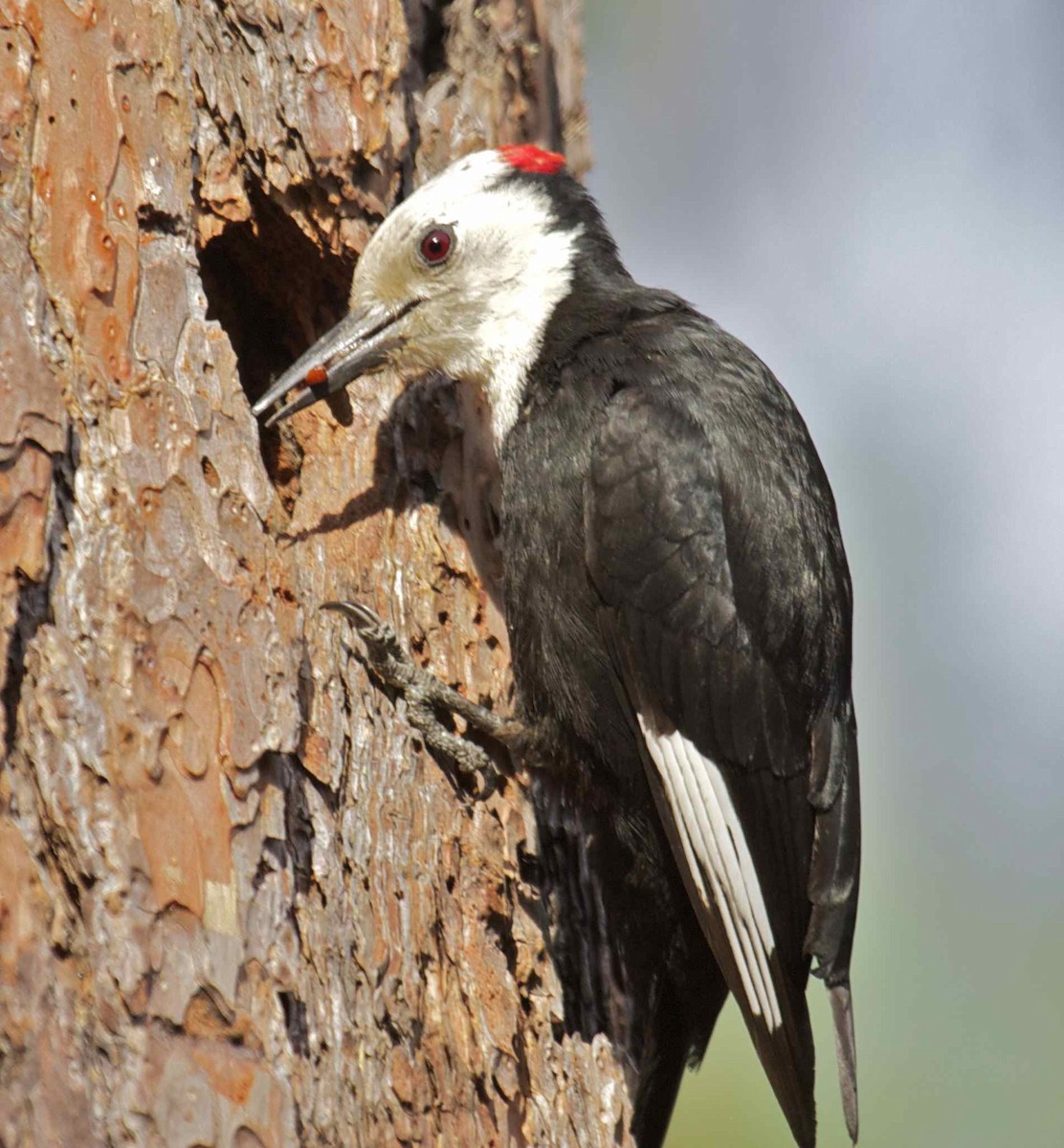 White-headed Woodpecker - Ken Havard