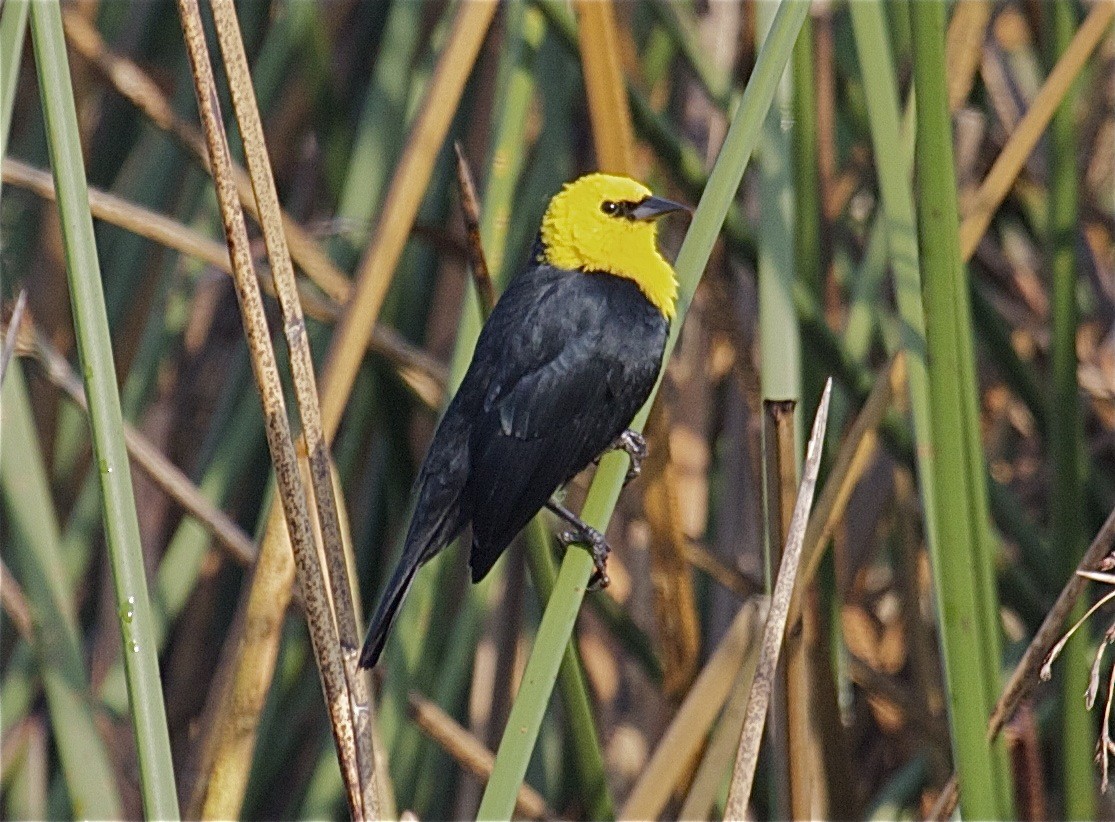 Yellow-hooded Blackbird - Ken Havard