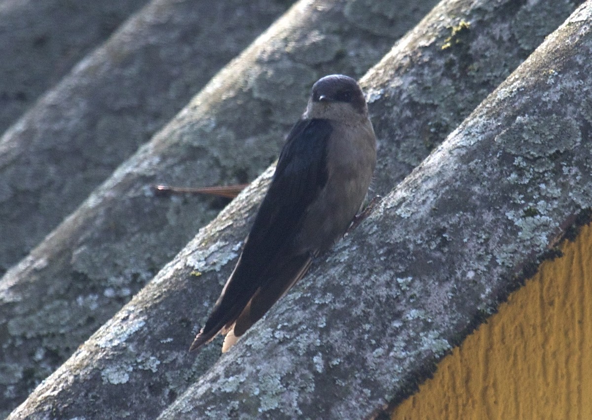 Brown-bellied Swallow - Ken Havard