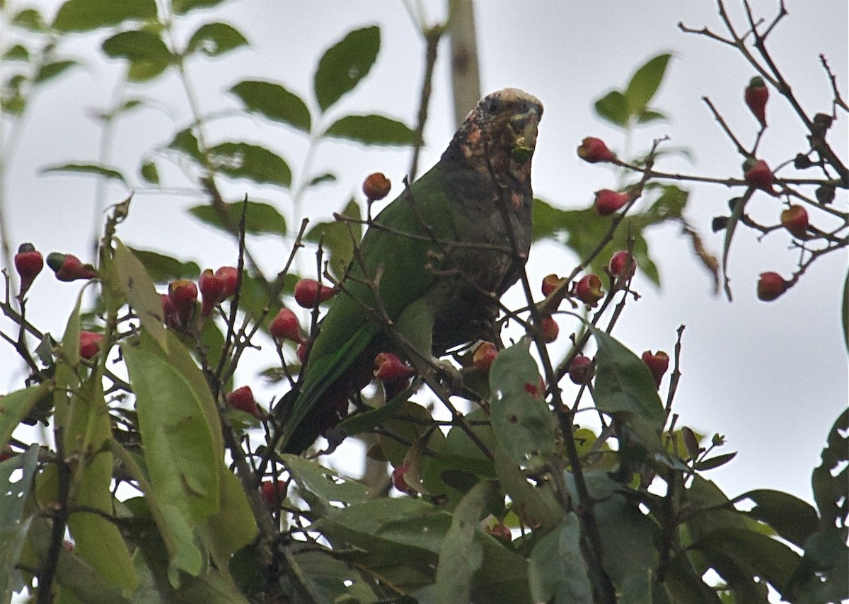 Speckle-faced Parrot (White-capped) - ML204448551