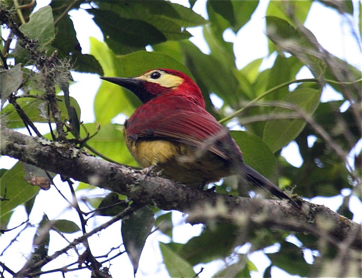 Crimson-mantled Woodpecker (Crimson-mantled) - Ken Havard