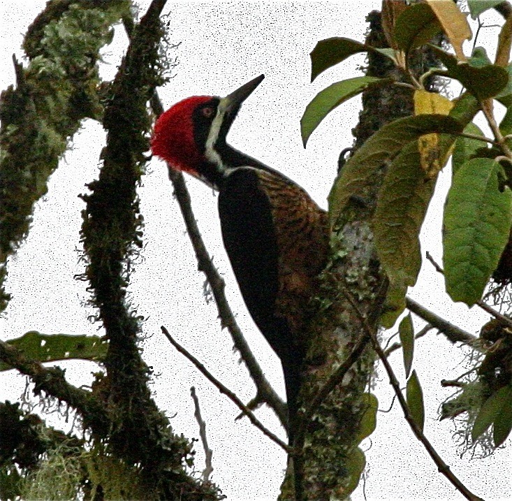 Powerful Woodpecker - Ken Havard