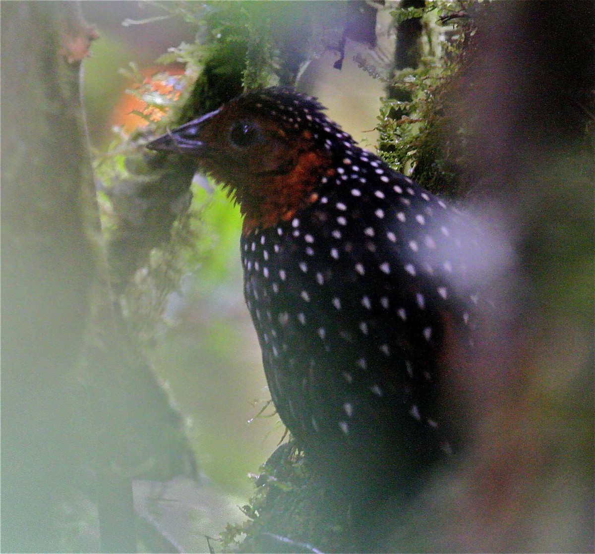 Ocellated Tapaculo - ML204448791