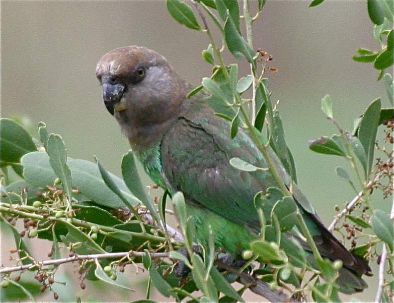 Brown-headed Parrot - ML204450131