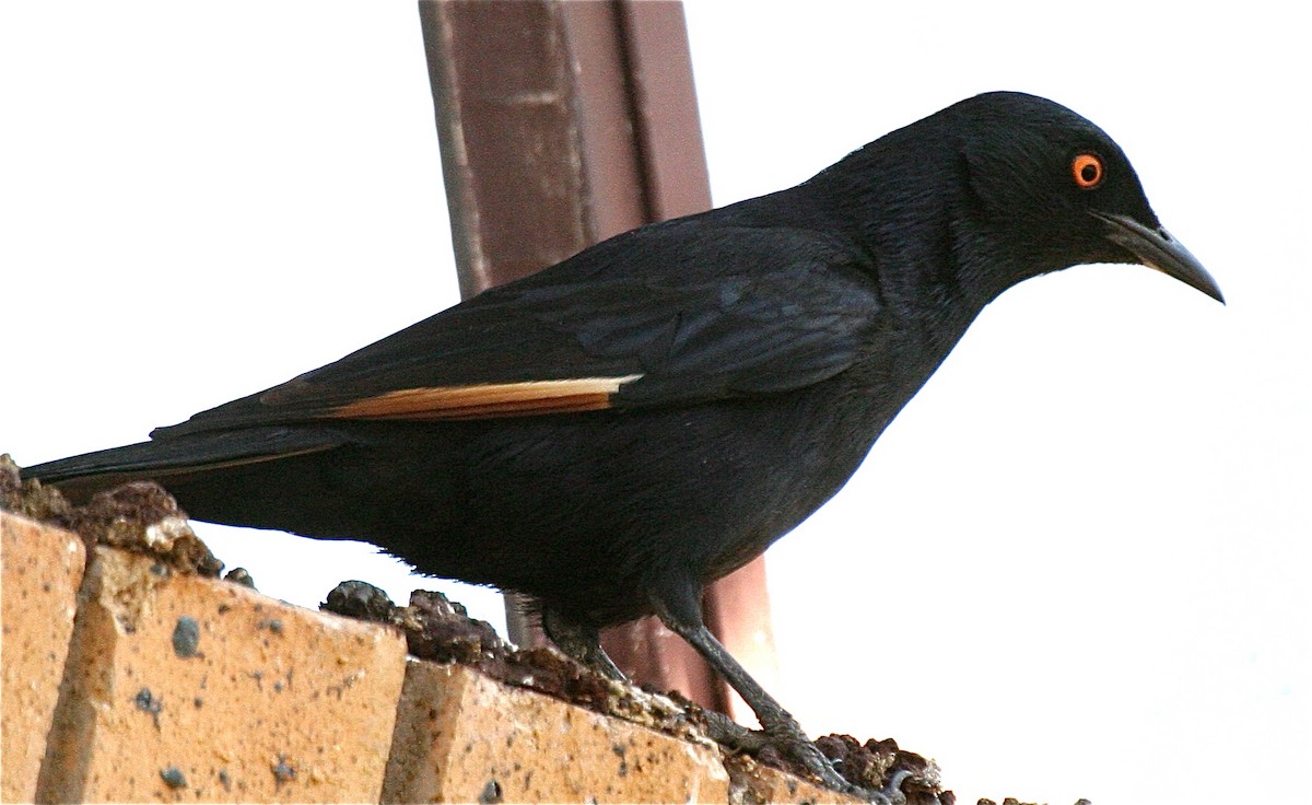 Pale-winged Starling - ML204450171