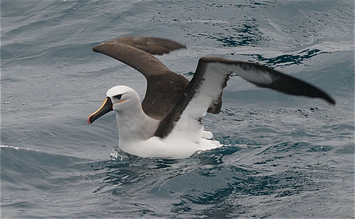 Atlantic Yellow-nosed Albatross - Ken Havard