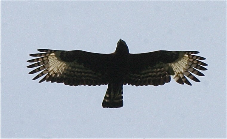 Long-crested Eagle - Ken Havard