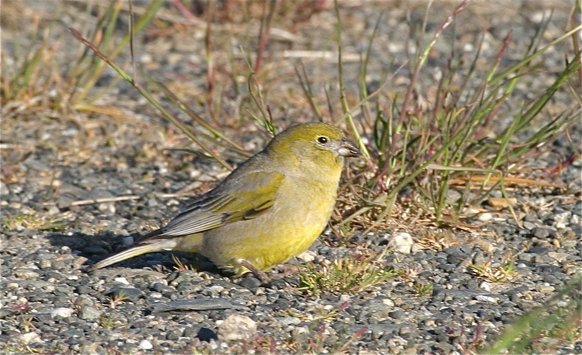 Patagonian Yellow-Finch - Ken Havard