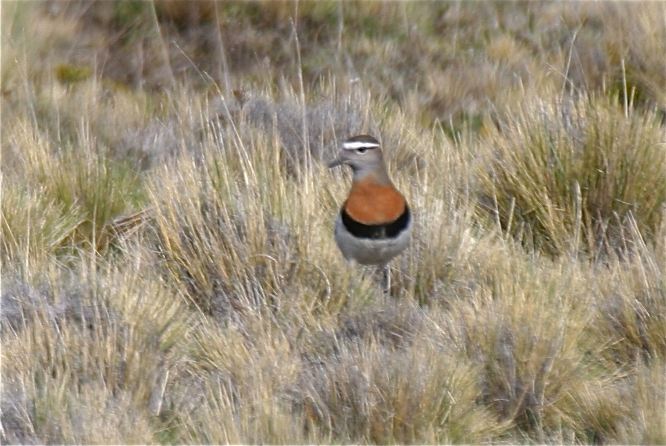 Rufous-chested Dotterel - ML204450631