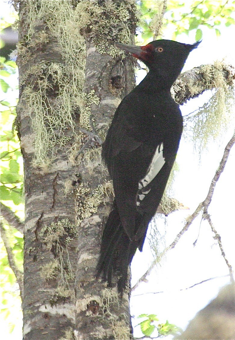Magellanic Woodpecker - Ken Havard