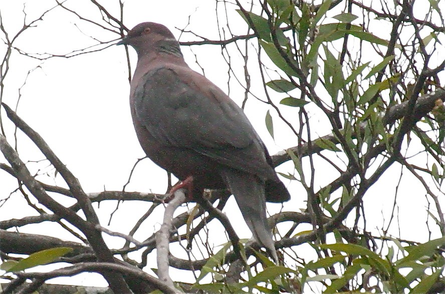 Chilean Pigeon - Ken Havard