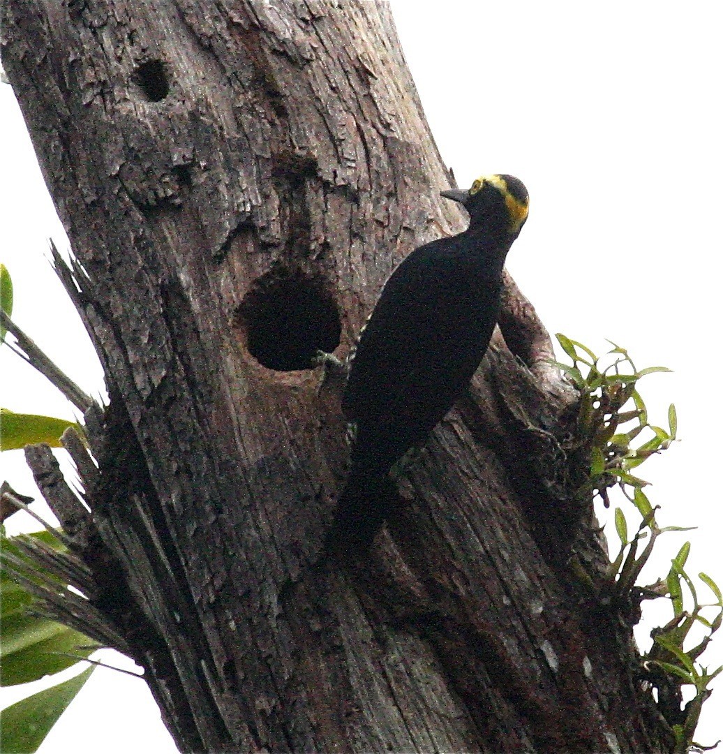 Yellow-tufted Woodpecker - Ken Havard