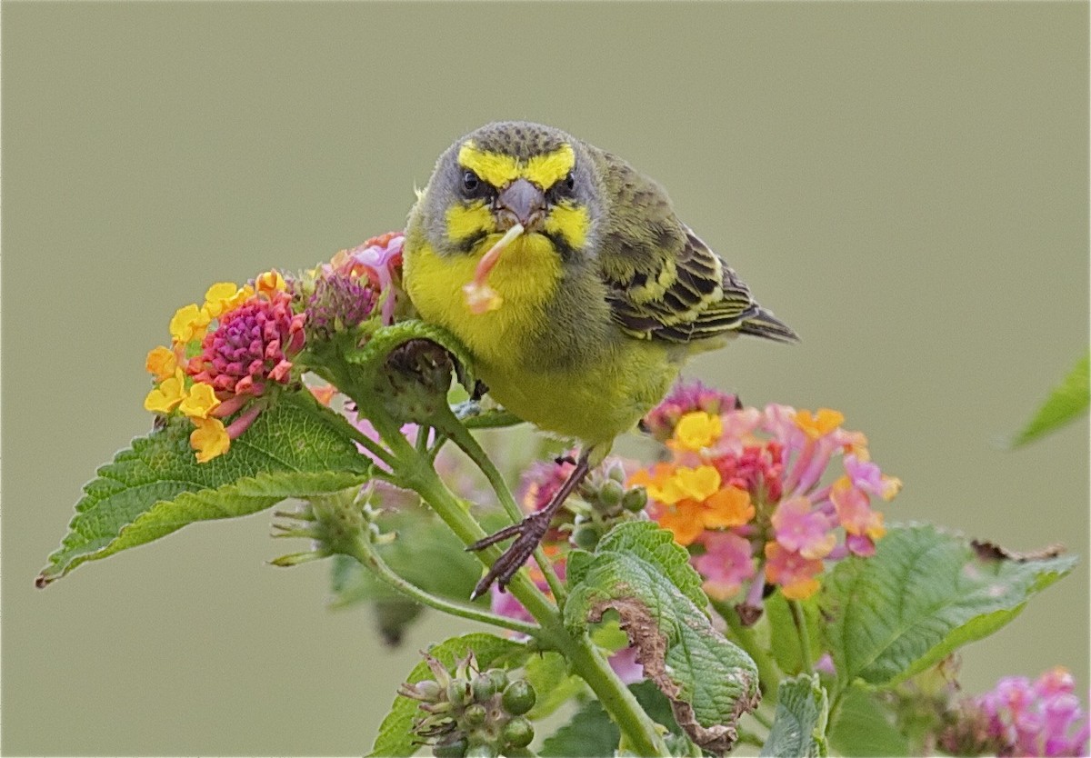 Yellow-fronted Canary - Ken Havard