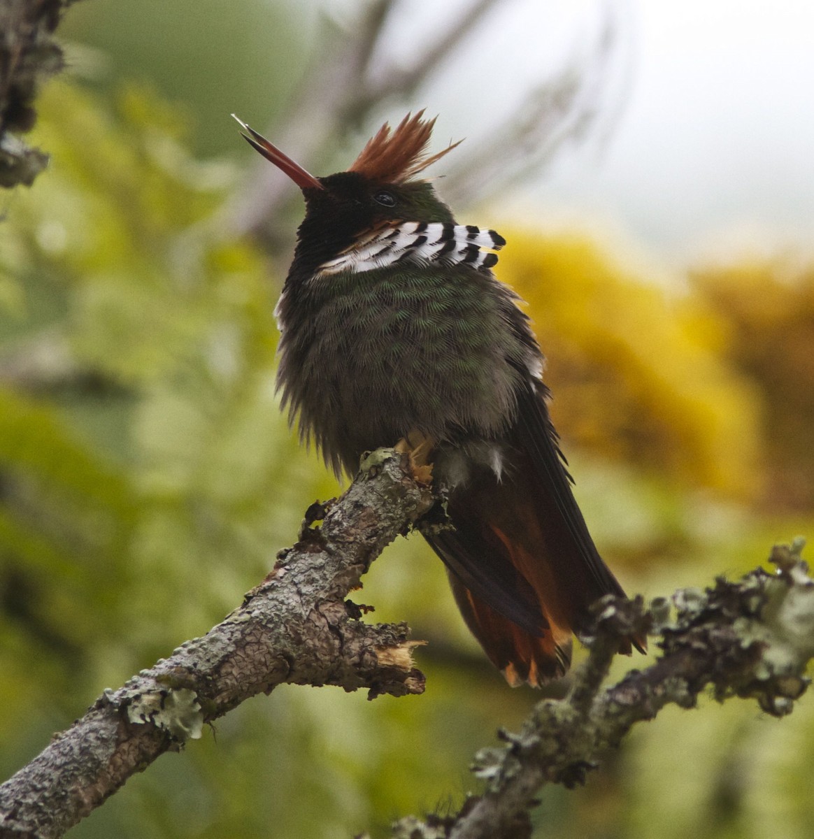 Frilled Coquette - ML204451291