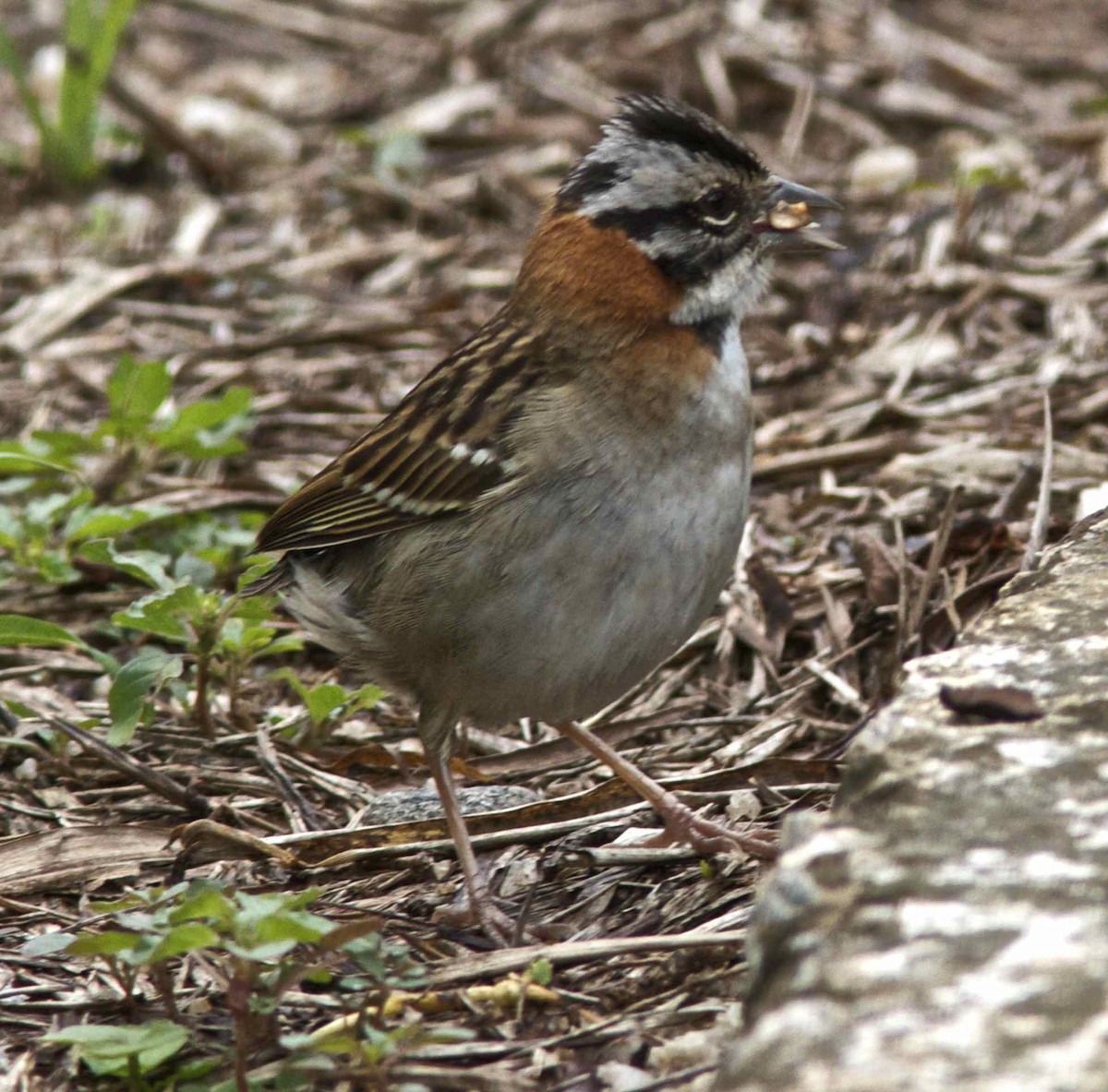 Rufous-collared Sparrow - ML204451321