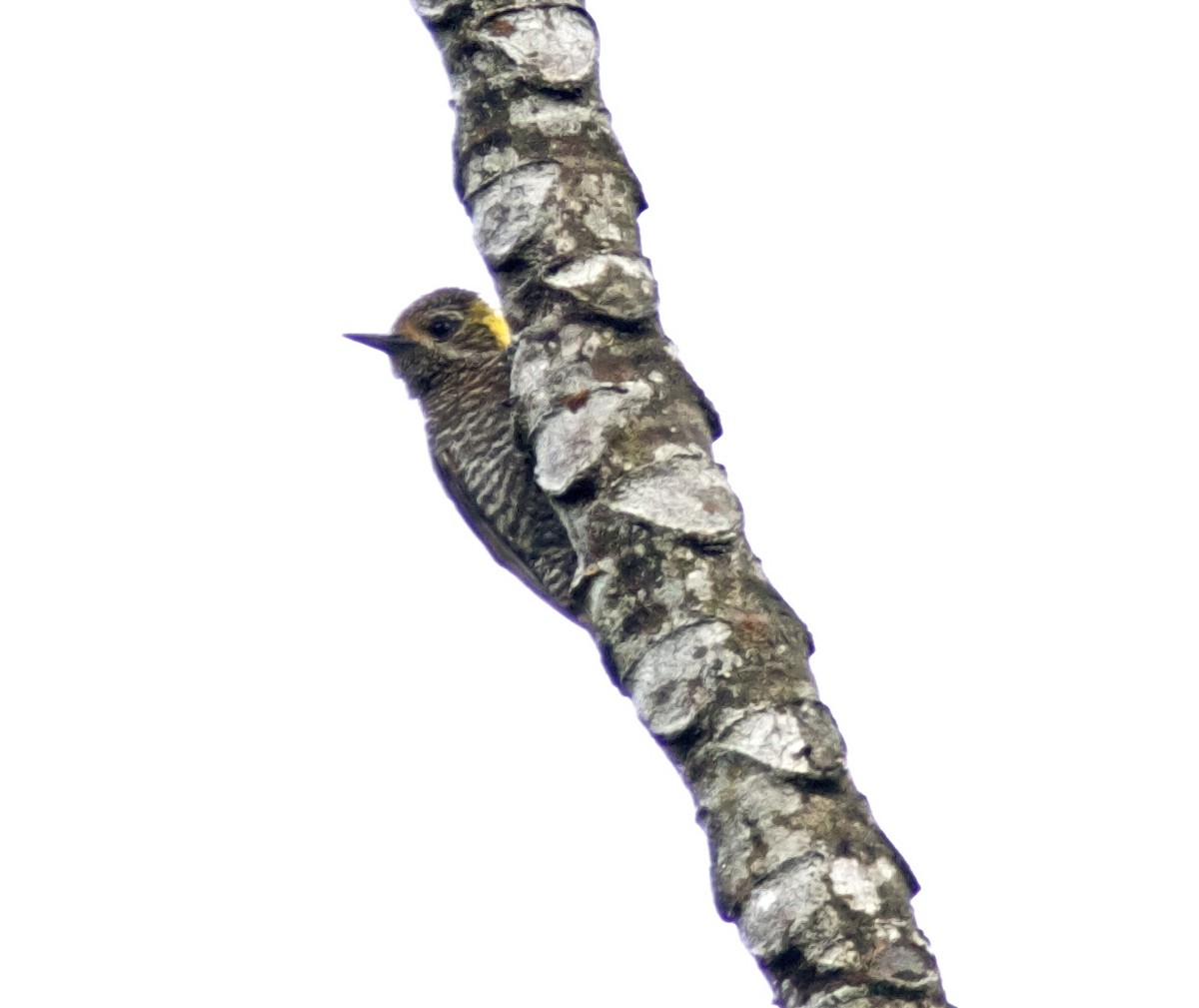 Yellow-eared Woodpecker - Ken Havard