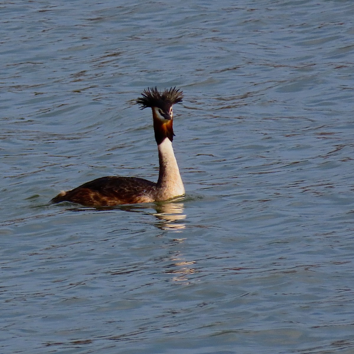 Great Crested Grebe - ML204451861