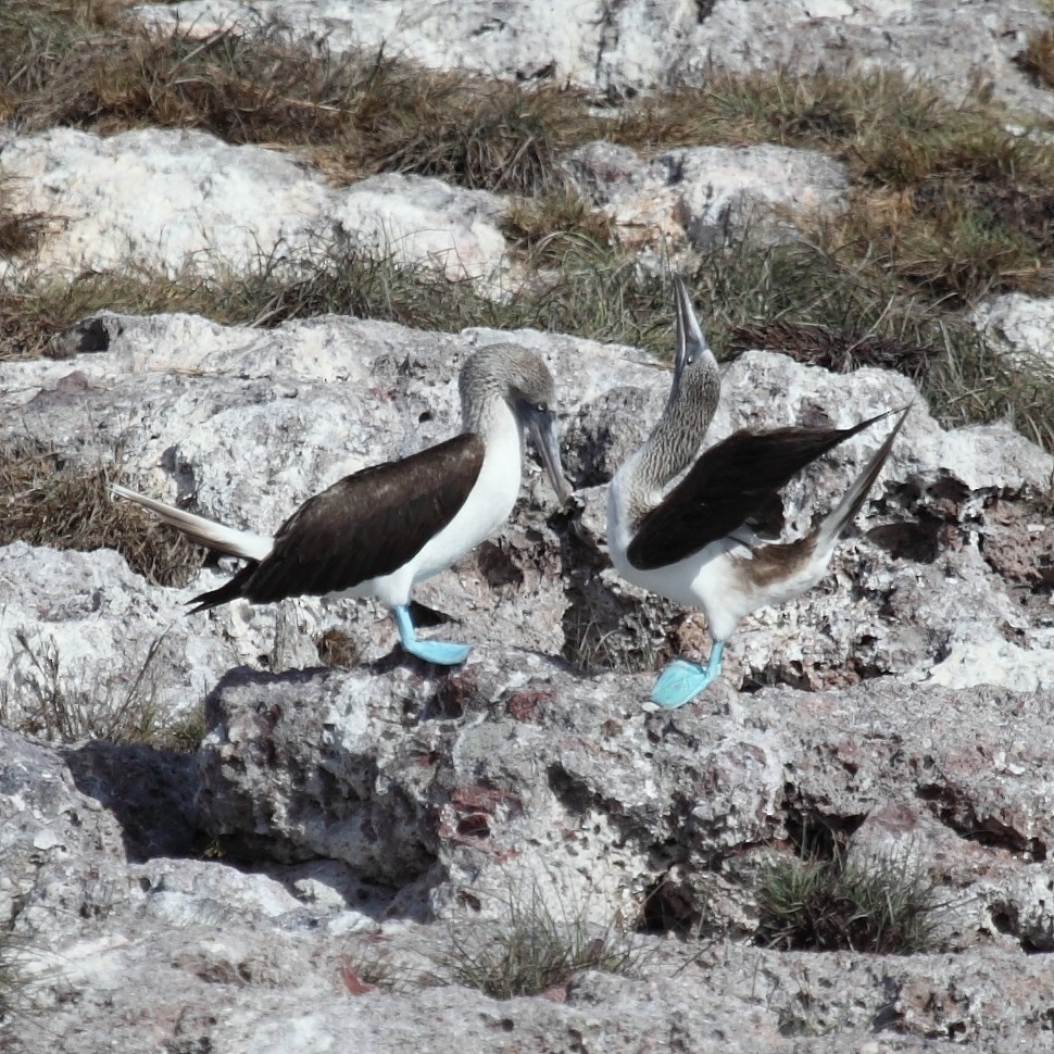 Blue-footed Booby - ML204451881