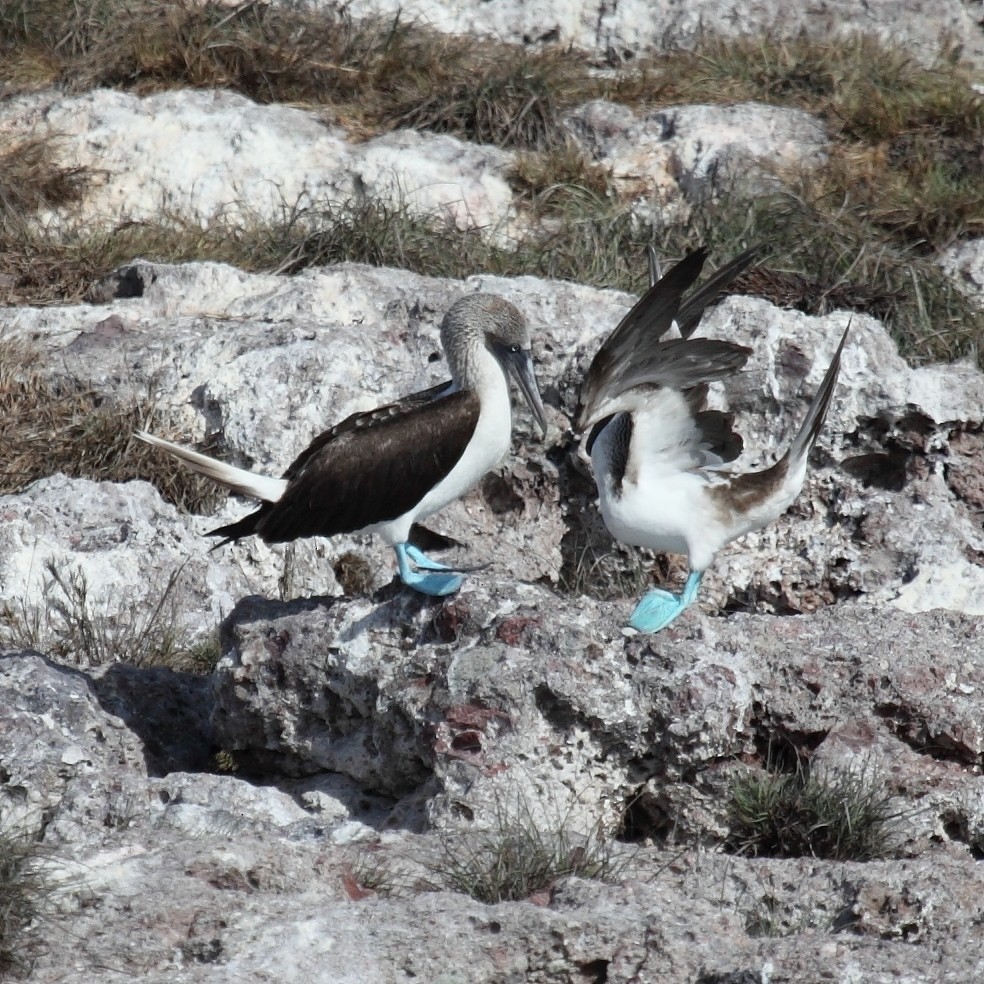 Blue-footed Booby - ML204451891