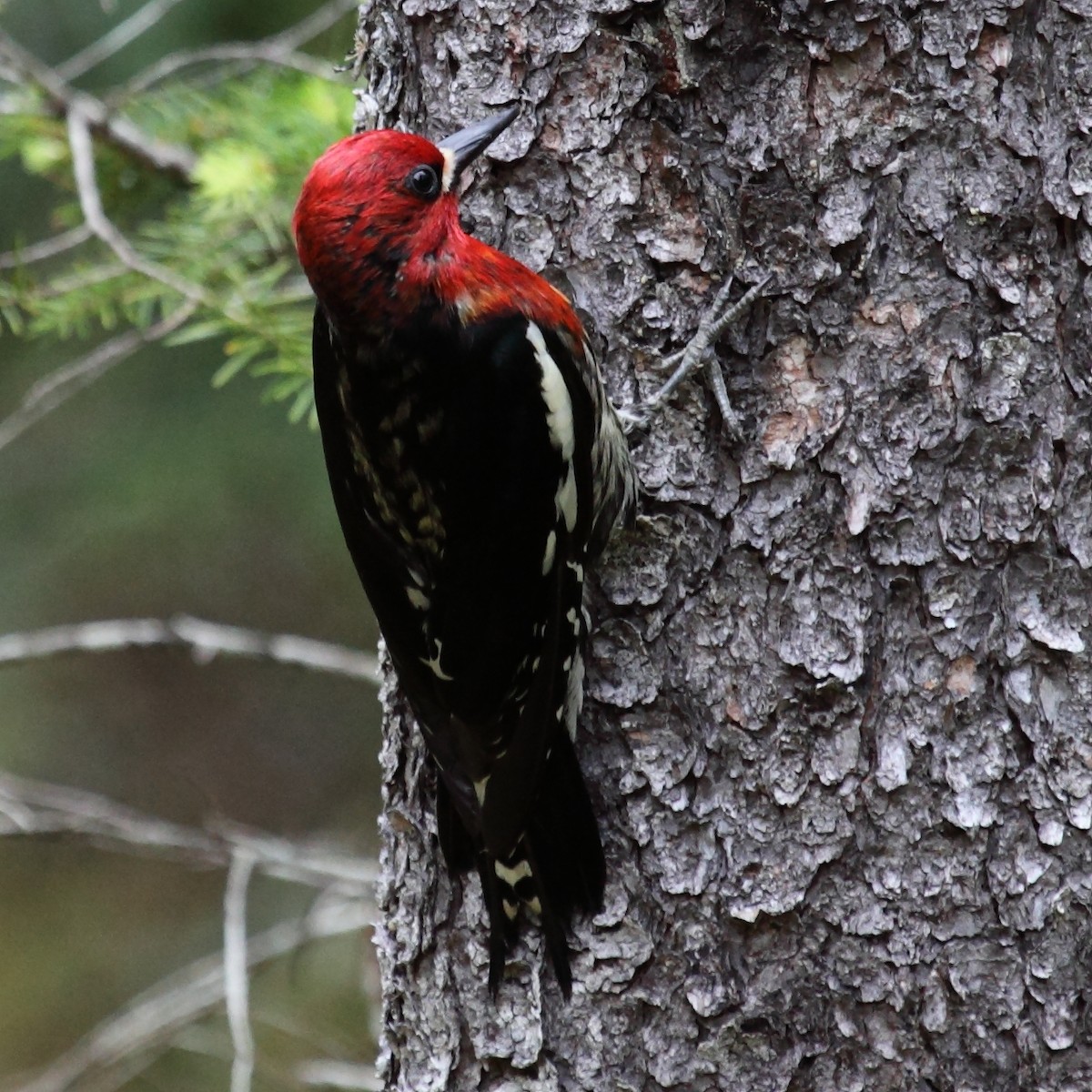 Red-breasted Sapsucker - Jim Bachman
