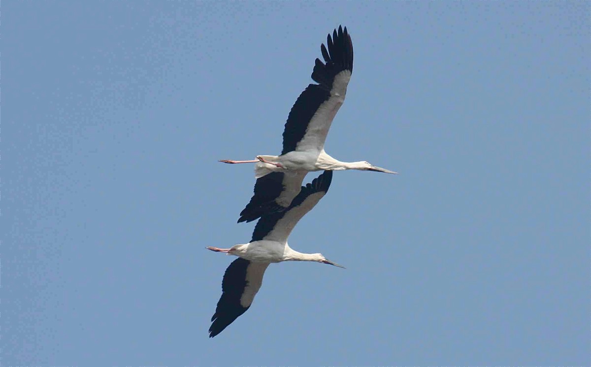 Oriental Stork - ML204452781
