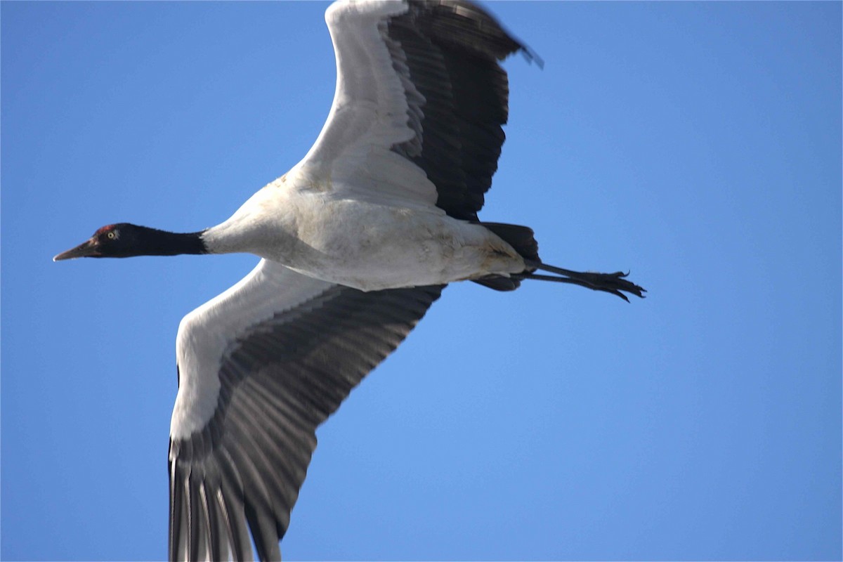 Black-necked Crane - Ken Havard