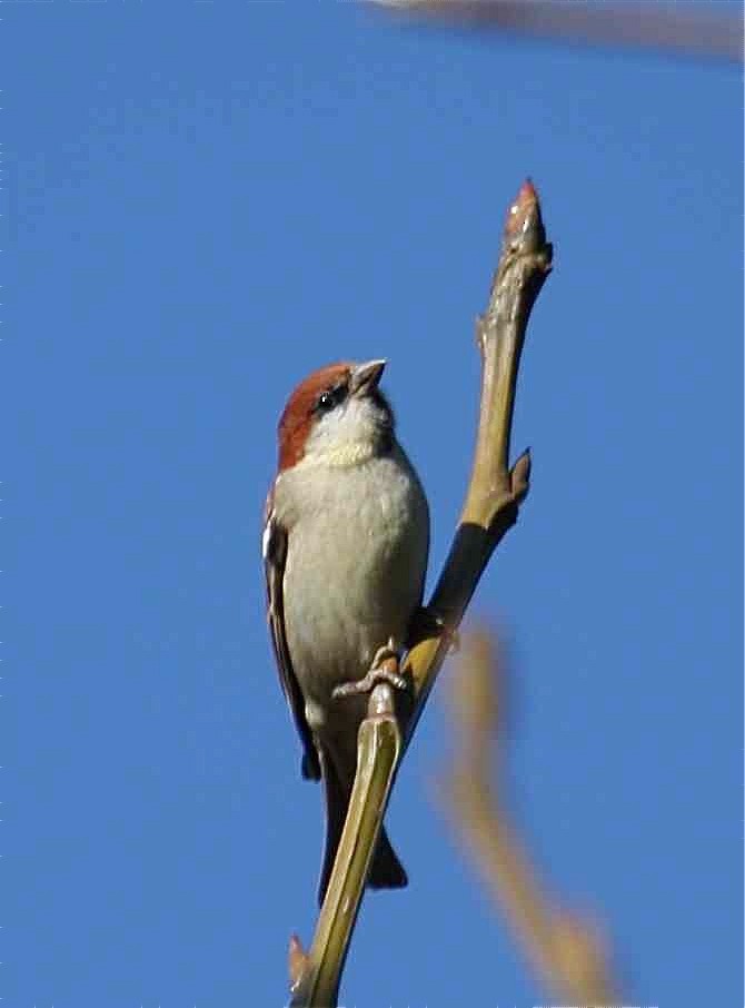 Russet Sparrow - Ken Havard
