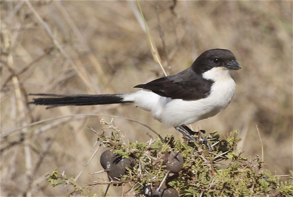 Long-tailed Fiscal - ML204452951