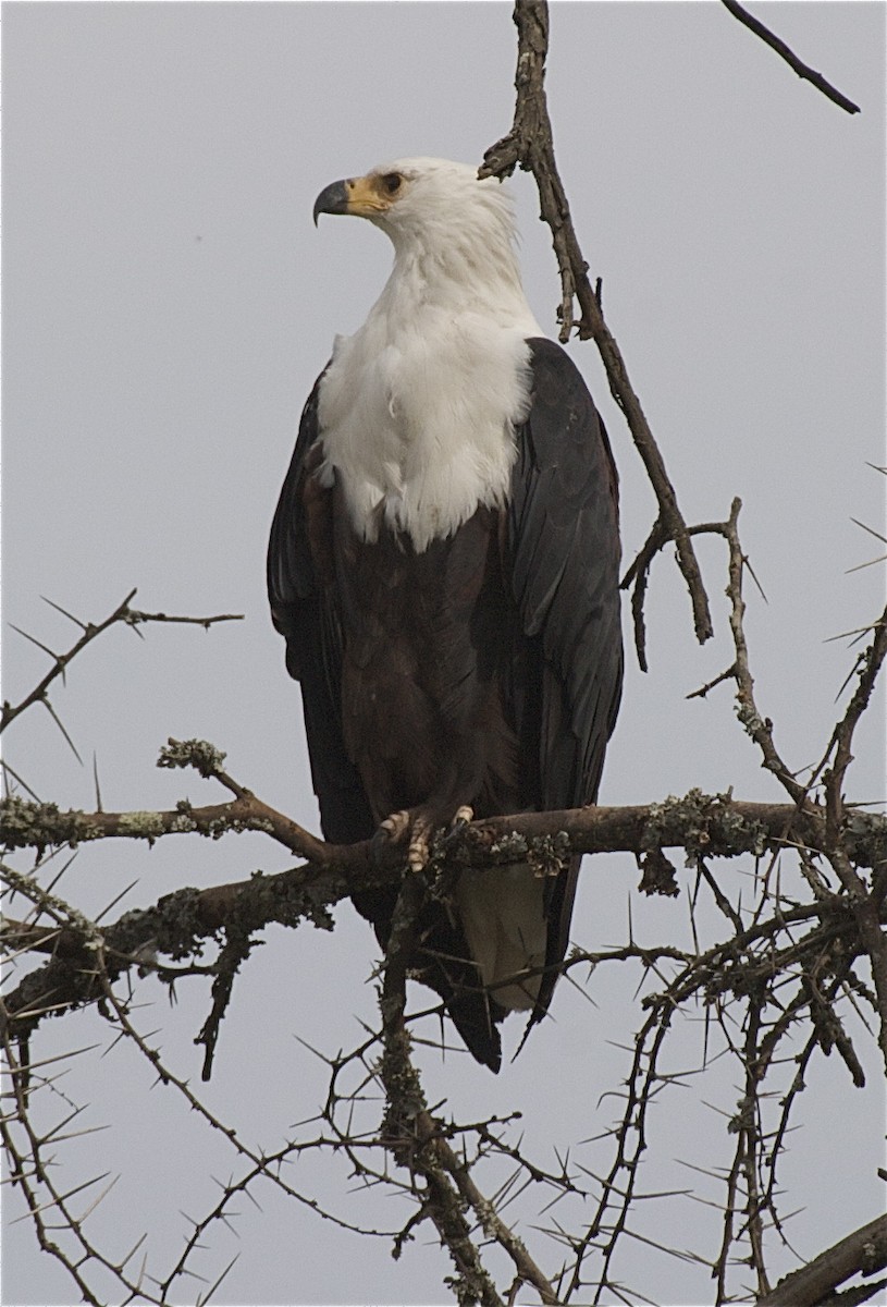 African Fish-Eagle - ML204453181