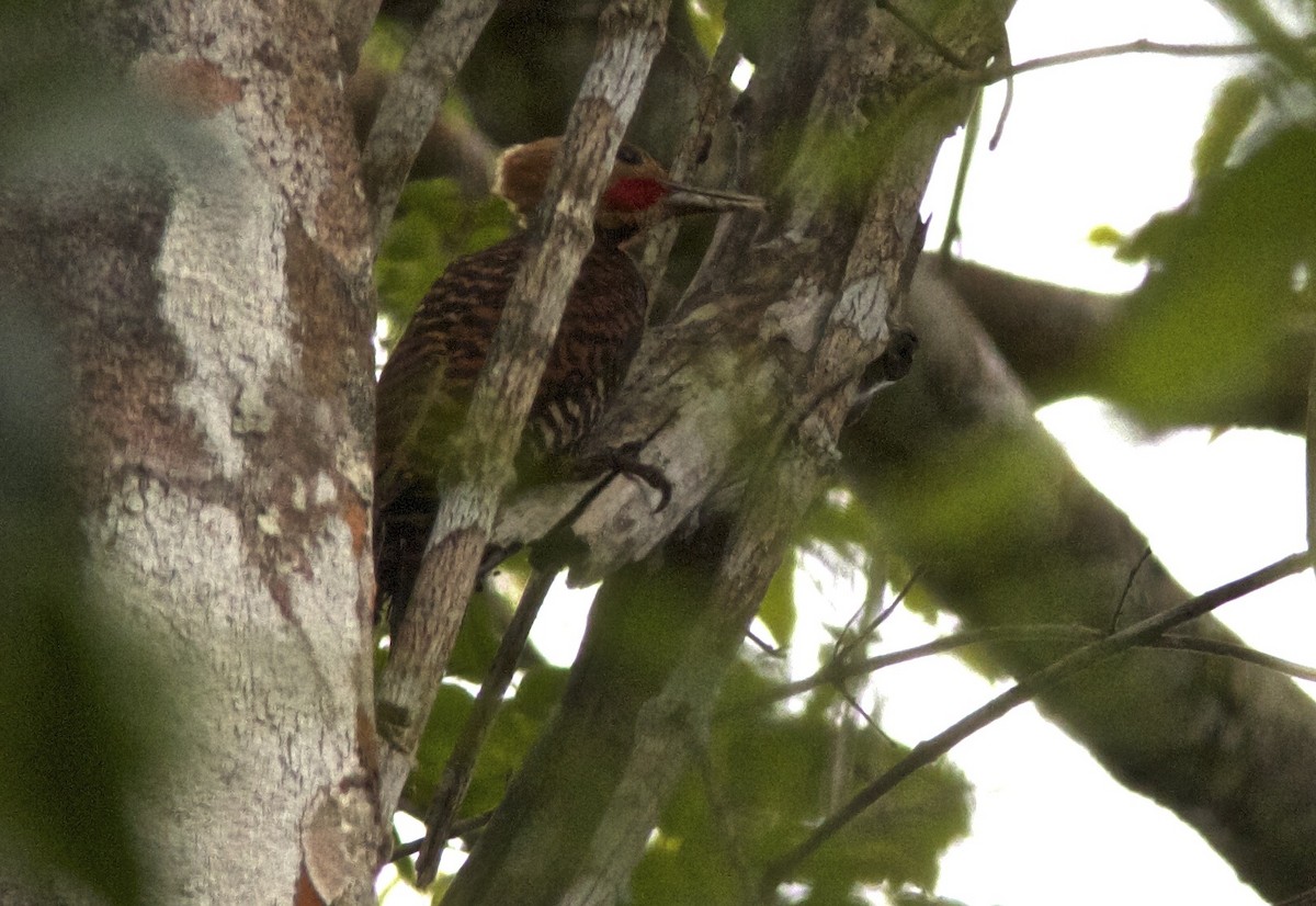 Ringed Woodpecker (Atlantic Black-breasted) - Ken Havard