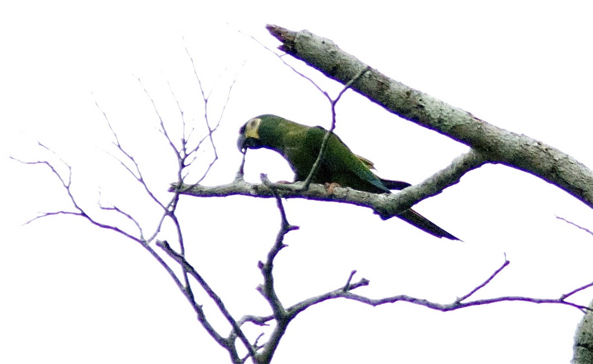 Blue-winged Macaw - Ken Havard