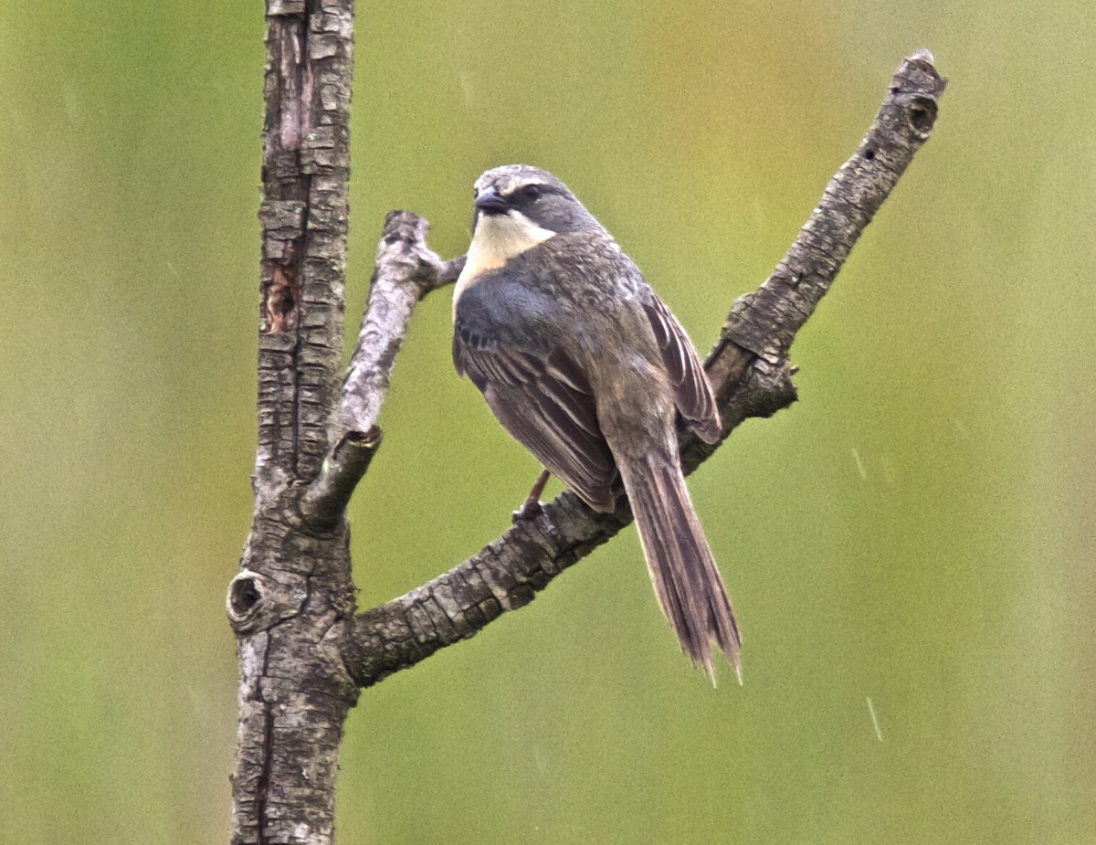 Long-tailed Reed Finch - ML204453441