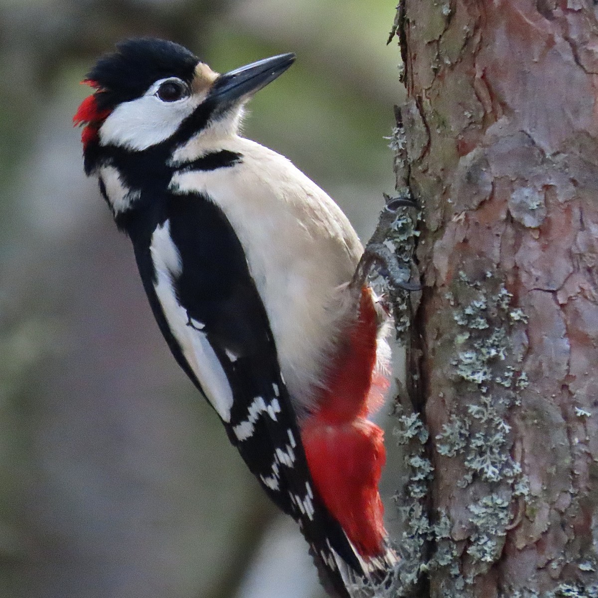 Great Spotted Woodpecker (Great Spotted) - Erkki Lehtovirta